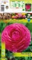 Ранункулус Pink