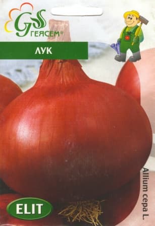 Лук Асеновградска каба