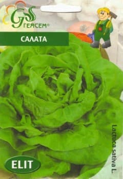 Салата Зимна маслена глава