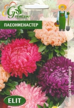 Астра Паеониенастер