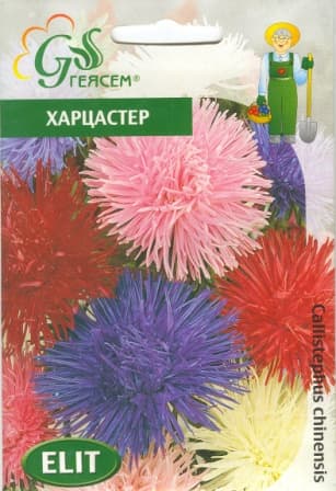 Астра Харцастер