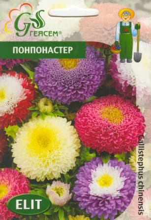 Астра Понпонастер