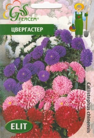 Астра Цвергастер