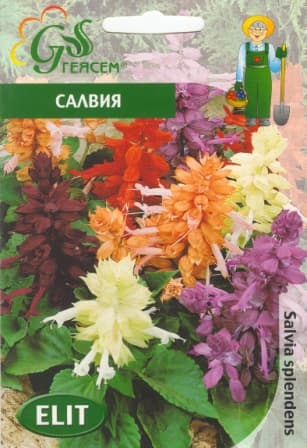  Салвия