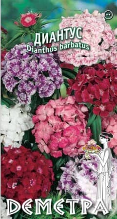  Диантус