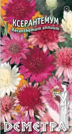  Ксерантемум