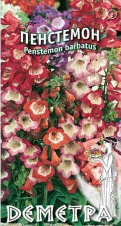  Пенстемон