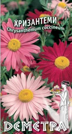  Хризантеми