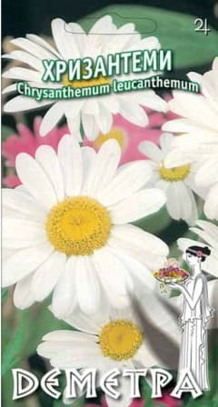  Хризантеми