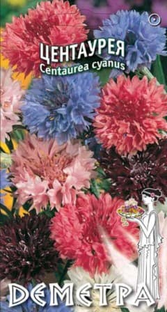  Центаурея