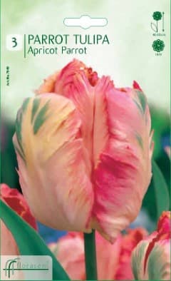 Лале Apricot Parrot