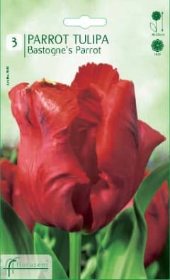 Лале Bastogne's Parrot