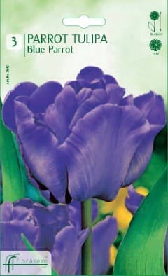 Лале Blue Parrot