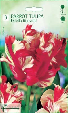 Лале Estella Rijnveld