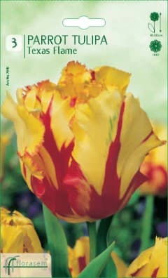 Лале Texas Flame