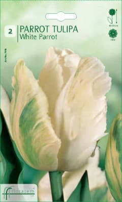 Лале White Parrot