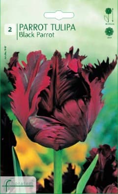 Лале Black Parrot