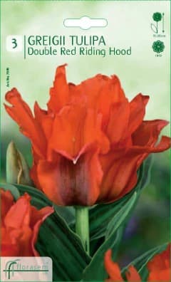 Лале Double Red Riding Hood