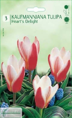 Лале Heart's Delight