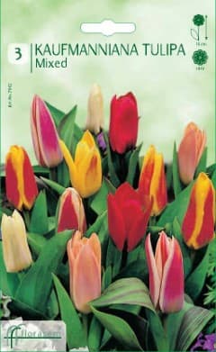 Лале Red Georgette