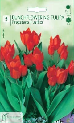 Лале Praestenas Fusilier