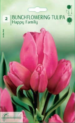 Лале Compostella