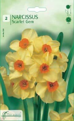 Нарцис Scarlet Gem