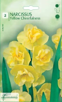 Нарцис Yellow cheerfulness