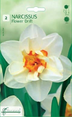 Нарцис Flower Drift