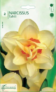 Нарцис Tahiti