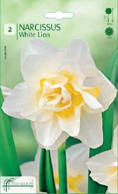 Нарцис White Lion