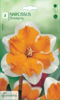 Нарцис Orangery