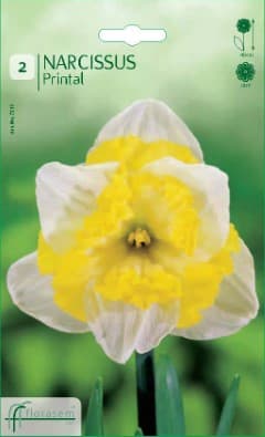 Нарцис Printal
