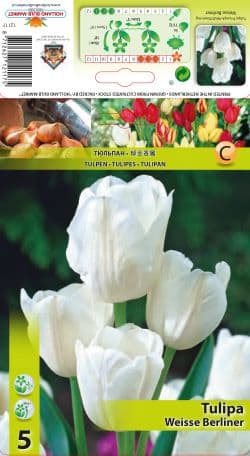 Лале Weisse Berliner