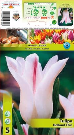 Лале Holland Chic