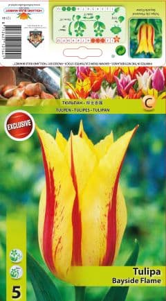 Лале Bayside lame