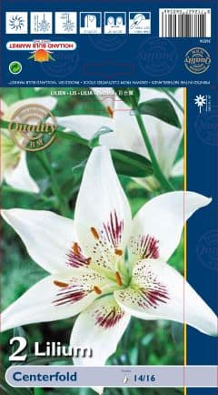 Лилиум Centerfold