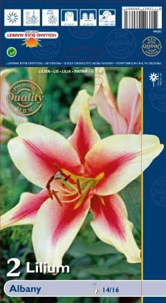 Лилиум Albany