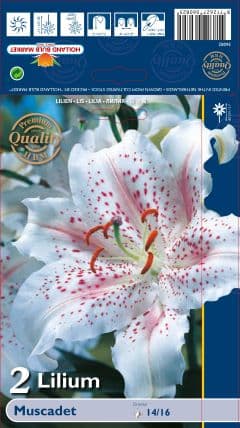 Лилиум Muscadet