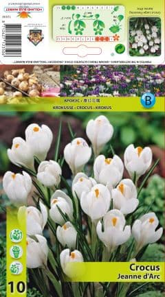 Минзухар Jeanne D'Arc