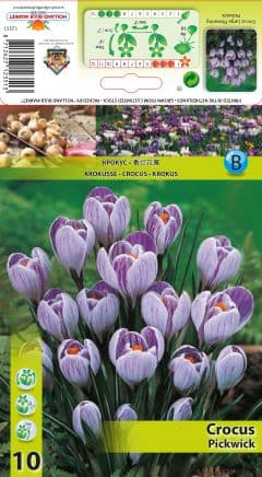 Минзухар Pickwick