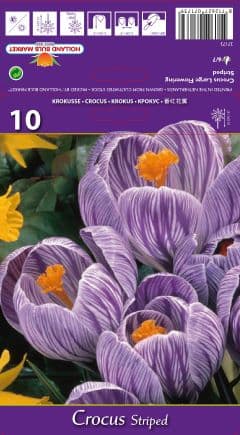 Минзухар Striped