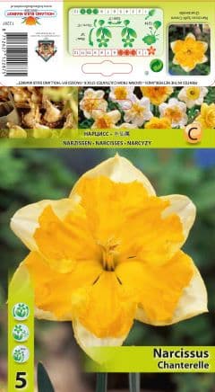 Нарцис Chanterelle