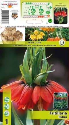 Фритилария Rubra