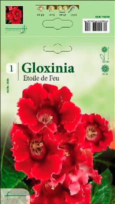 Глоксиния Etoile de Feu
