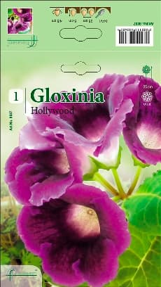 Глоксиния Hollywood