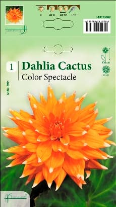 Далия Color Spectacle