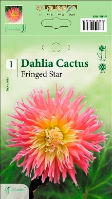 Далия Fringed Star