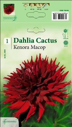 Далия Kenora Macop