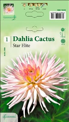 Далия Star Elite